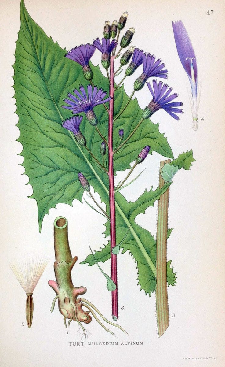 Billeder af nordens flora. v.1KÃ¸benhavn,G.E.C. Gad's forlag,1917-1927. | Finland "Pictorial works" Plants Scandinavia  | Vintage Print Reproduction 461483