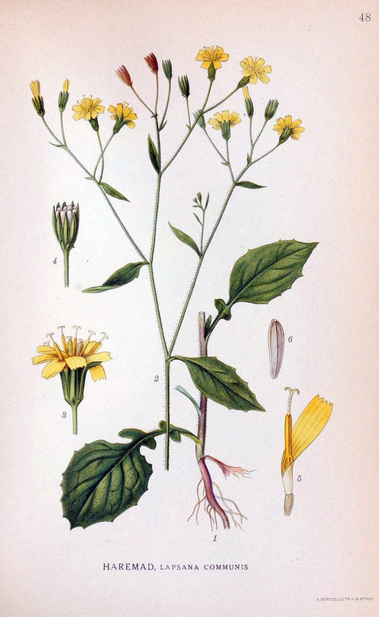 Billeder af nordens flora. v.1KÃ¸benhavn,G.E.C. Gad's forlag,1917-1927. | Finland "Pictorial works" Plants Scandinavia  | Vintage Print Reproduction 461484