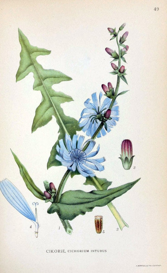 Billeder af nordens flora. v.1KÃ¸benhavn,G.E.C. Gad's forlag,1917-1927. | Finland "Pictorial works" Plants Scandinavia  | Vintage Print Reproduction 461485