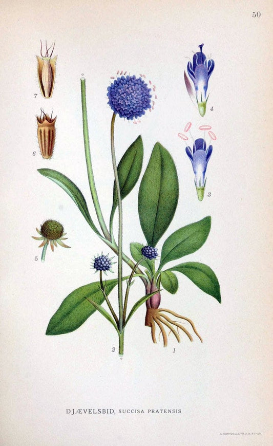 Billeder af nordens flora. v.1KÃ¸benhavn,G.E.C. Gad's forlag,1917-1927. | Finland "Pictorial works" Plants Scandinavia  | Vintage Print Reproduction 461486