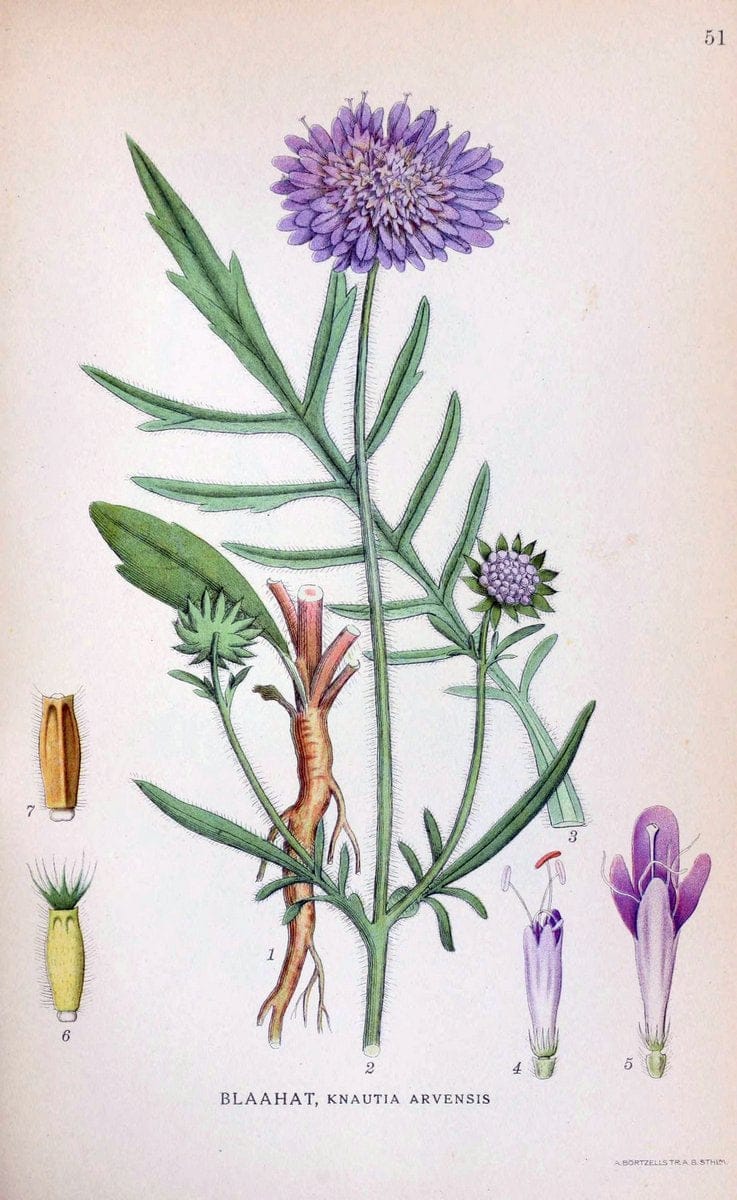 Billeder af nordens flora. v.1KÃ¸benhavn,G.E.C. Gad's forlag,1917-1927. | Finland "Pictorial works" Plants Scandinavia  | Vintage Print Reproduction 461487