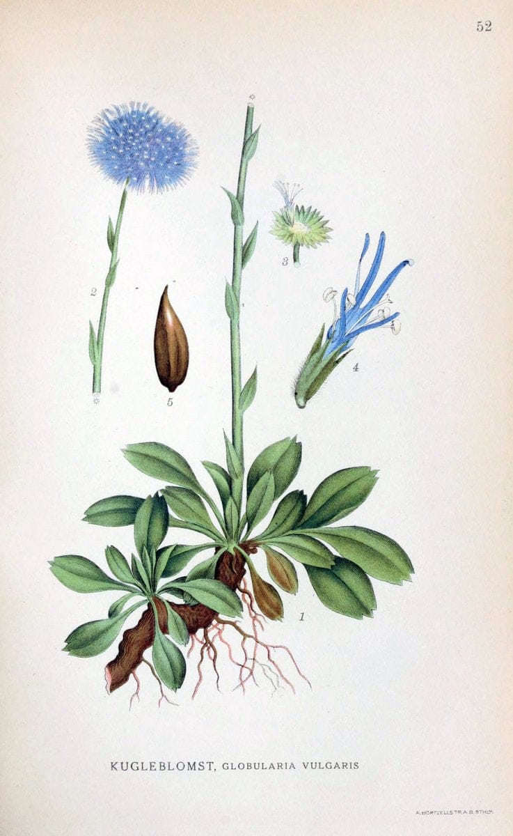 Billeder af nordens flora. v.1KÃ¸benhavn,G.E.C. Gad's forlag,1917-1927. | Finland "Pictorial works" Plants Scandinavia  | Vintage Print Reproduction 461488