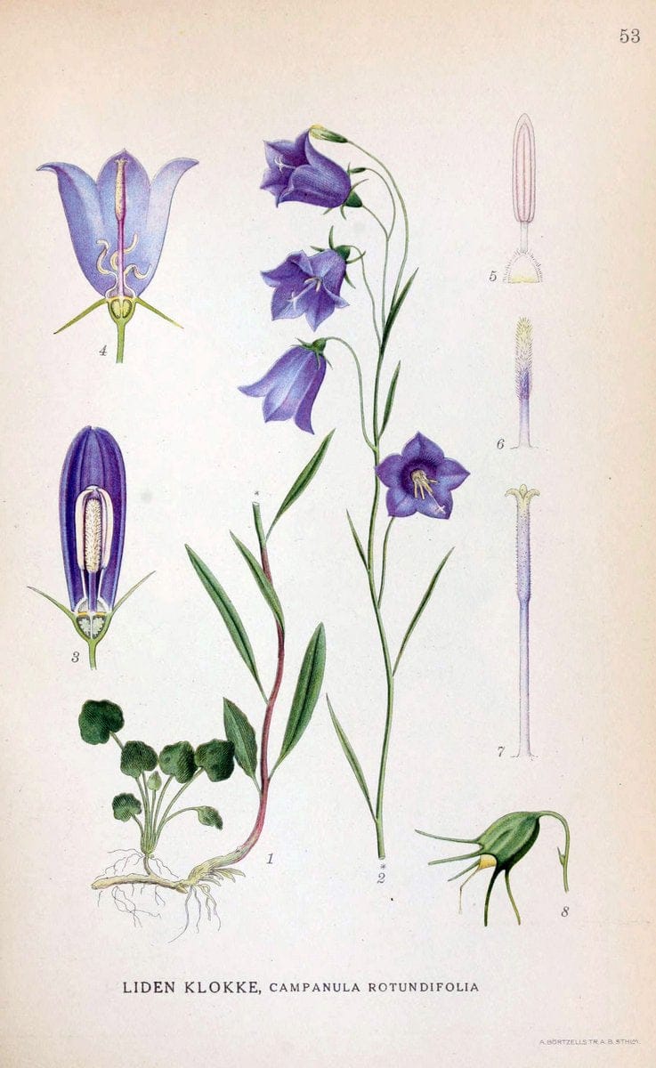 Billeder af nordens flora. v.1KÃ¸benhavn,G.E.C. Gad's forlag,1917-1927. | Finland "Pictorial works" Plants Scandinavia  | Vintage Print Reproduction 461489