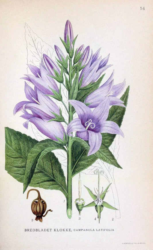 Billeder af nordens flora. v.1KÃ¸benhavn,G.E.C. Gad's forlag,1917-1927. | Finland "Pictorial works" Plants Scandinavia  | Vintage Print Reproduction 461490