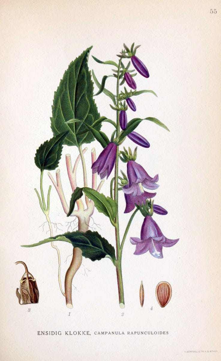 Billeder af nordens flora. v.1KÃ¸benhavn,G.E.C. Gad's forlag,1917-1927. | Finland "Pictorial works" Plants Scandinavia  | Vintage Print Reproduction 461491