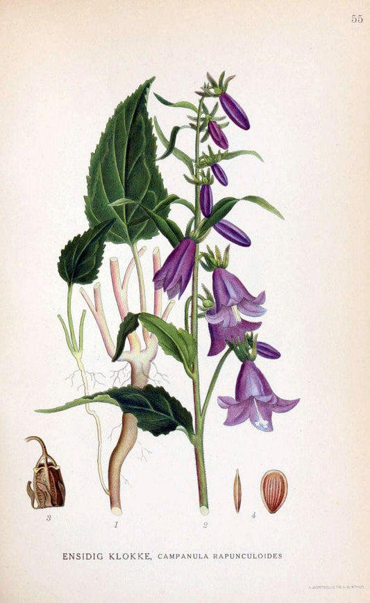 Billeder af nordens flora. v.1KÃ¸benhavn,G.E.C. Gad's forlag,1917-1927. | Finland "Pictorial works" Plants Scandinavia  | Vintage Print Reproduction 461491