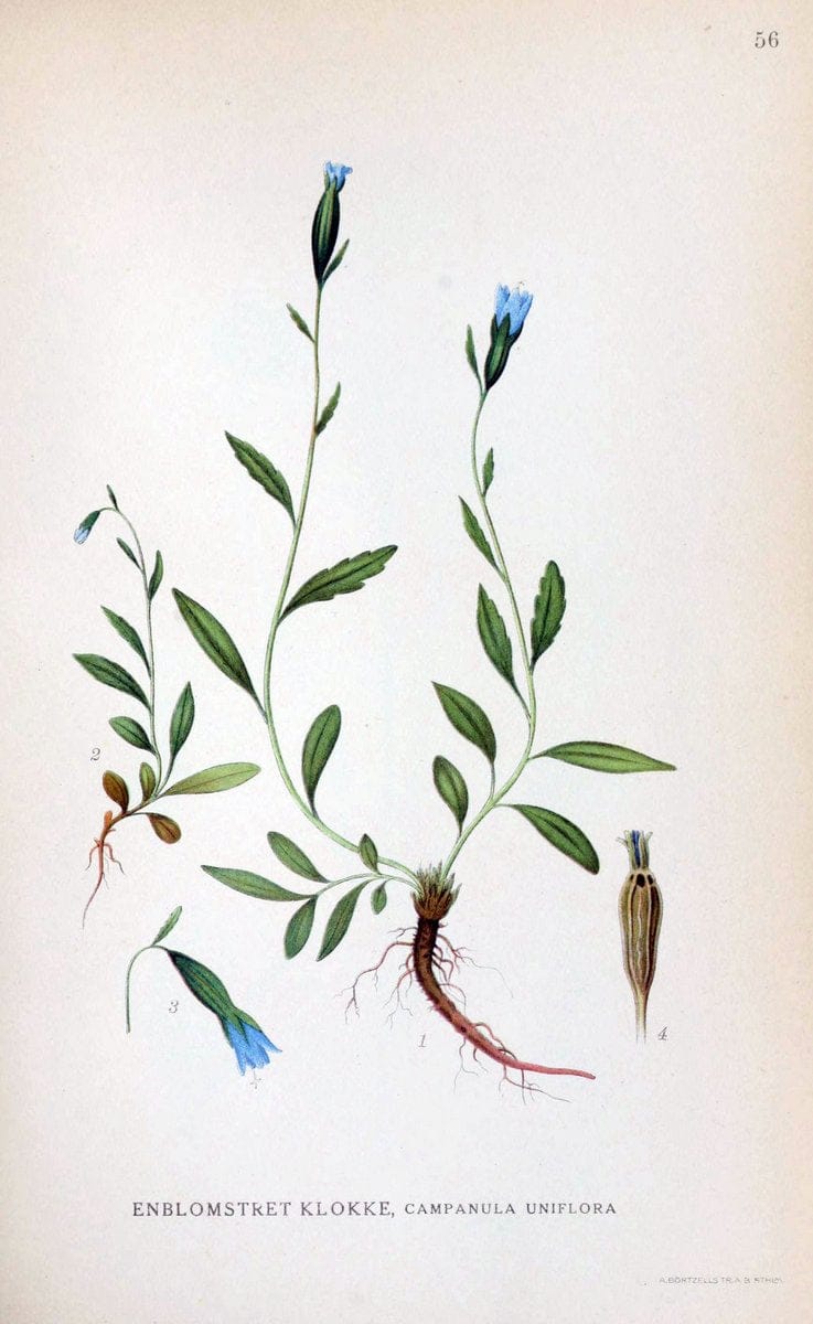 Billeder af nordens flora. v.1KÃ¸benhavn,G.E.C. Gad's forlag,1917-1927. | Finland "Pictorial works" Plants Scandinavia  | Vintage Print Reproduction 461492