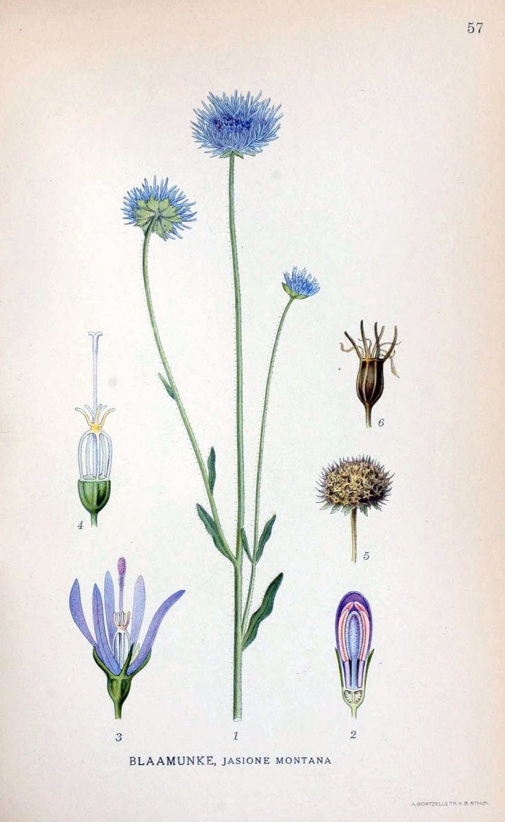 Billeder af nordens flora. v.1KÃ¸benhavn,G.E.C. Gad's forlag,1917-1927. | Finland "Pictorial works" Plants Scandinavia  | Vintage Print Reproduction 461493