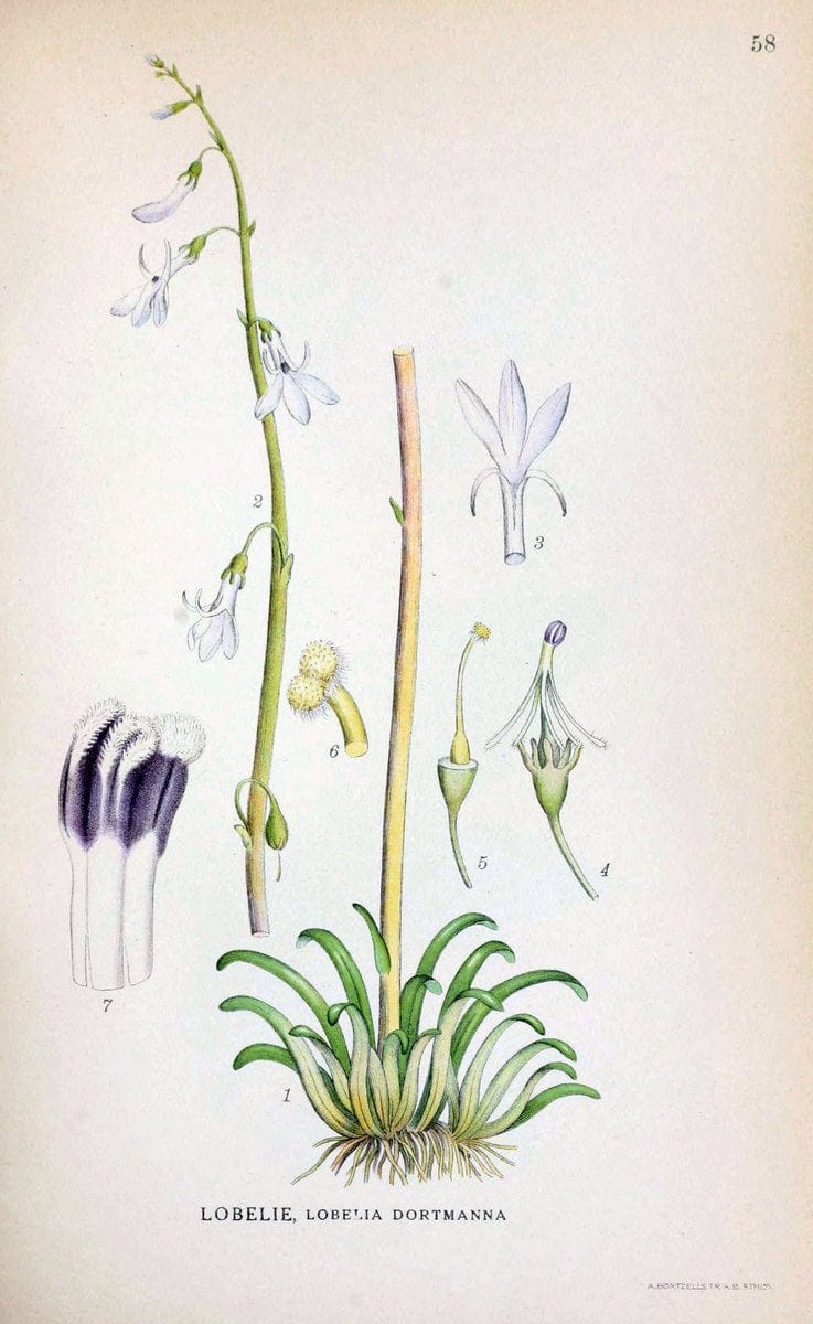 Billeder af nordens flora. v.1KÃ¸benhavn,G.E.C. Gad's forlag,1917-1927. | Finland "Pictorial works" Plants Scandinavia  | Vintage Print Reproduction 461494