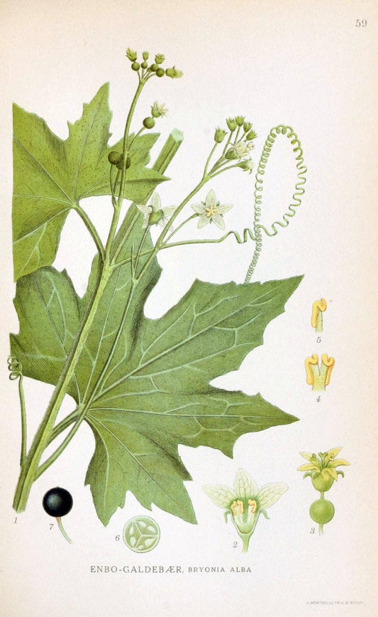Billeder af nordens flora. v.1KÃ¸benhavn,G.E.C. Gad's forlag,1917-1927. | Finland "Pictorial works" Plants Scandinavia  | Vintage Print Reproduction 461495
