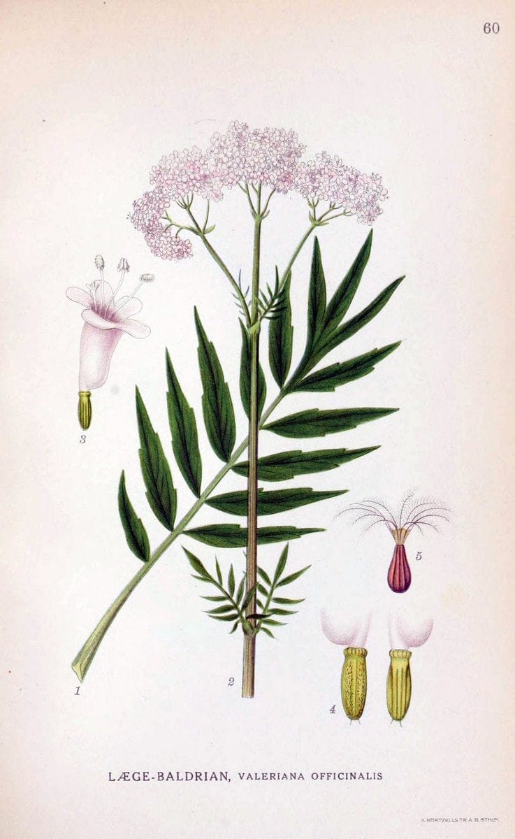 Billeder af nordens flora. v.1KÃ¸benhavn,G.E.C. Gad's forlag,1917-1927. | Finland "Pictorial works" Plants Scandinavia  | Vintage Print Reproduction 461496