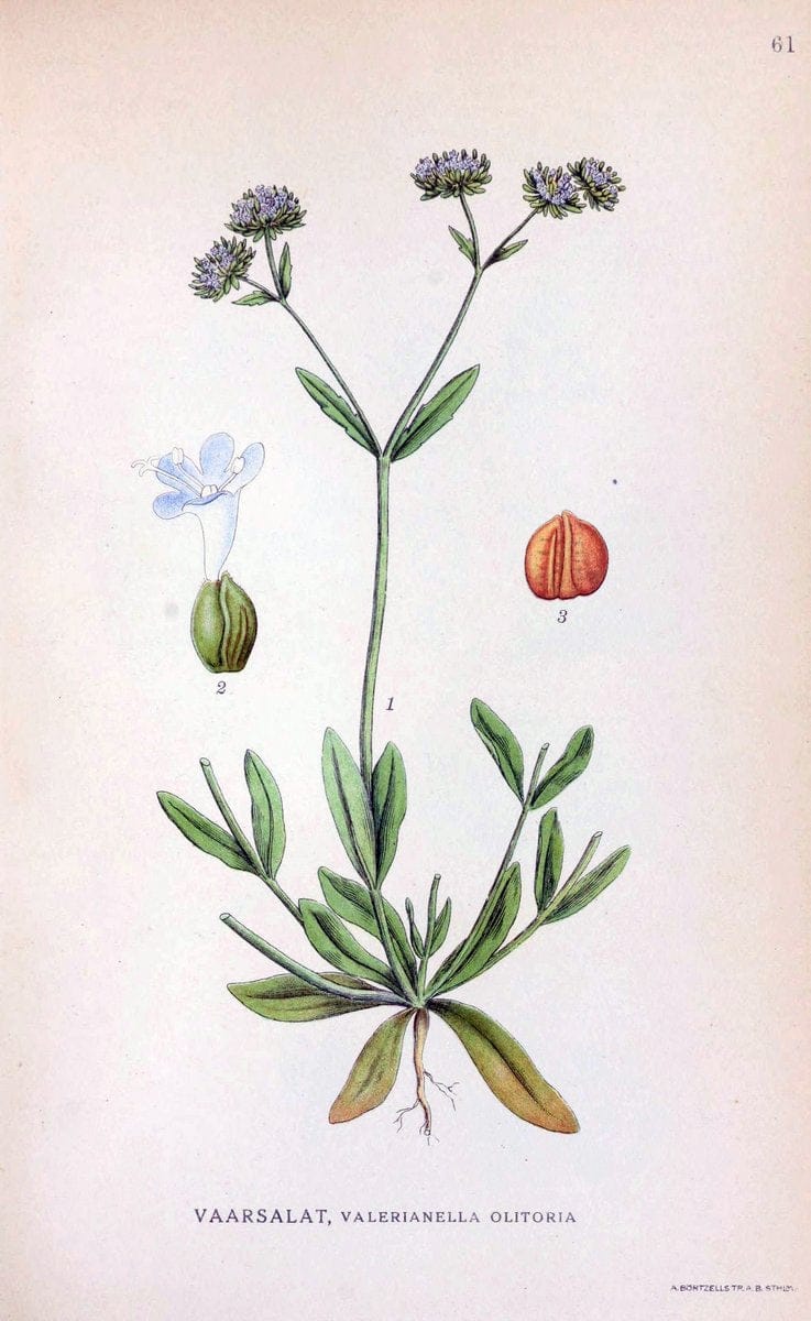 Billeder af nordens flora. v.1KÃ¸benhavn,G.E.C. Gad's forlag,1917-1927. | Finland "Pictorial works" Plants Scandinavia  | Vintage Print Reproduction 461497