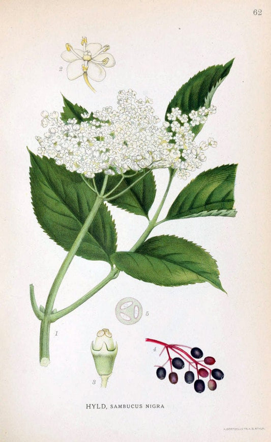 Billeder af nordens flora. v.1KÃ¸benhavn,G.E.C. Gad's forlag,1917-1927. | Finland "Pictorial works" Plants Scandinavia  | Vintage Print Reproduction 461498