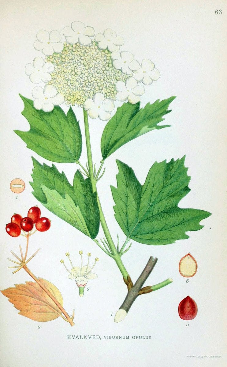 Billeder af nordens flora. v.1KÃ¸benhavn,G.E.C. Gad's forlag,1917-1927. | Finland "Pictorial works" Plants Scandinavia  | Vintage Print Reproduction 461499