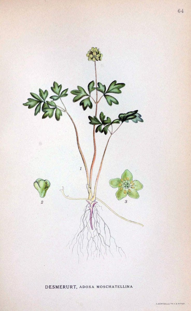 Billeder af nordens flora. v.1KÃ¸benhavn,G.E.C. Gad's forlag,1917-1927. | Finland "Pictorial works" Plants Scandinavia  | Vintage Print Reproduction 461500