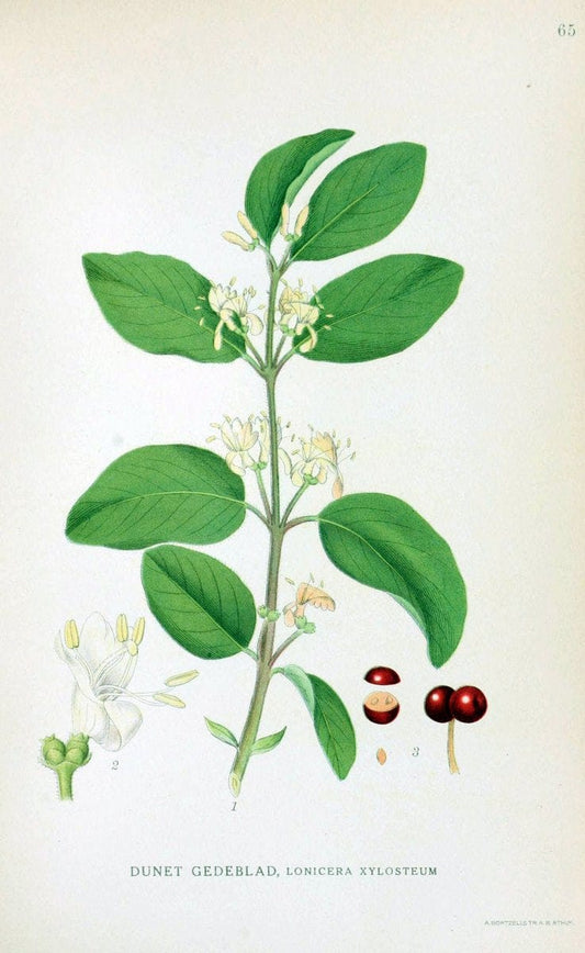 Billeder af nordens flora. v.1KÃ¸benhavn,G.E.C. Gad's forlag,1917-1927. | Finland "Pictorial works" Plants Scandinavia  | Vintage Print Reproduction 461501