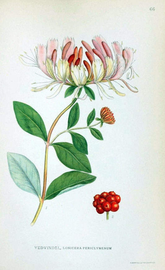 Billeder af nordens flora. v.1KÃ¸benhavn,G.E.C. Gad's forlag,1917-1927. | Finland "Pictorial works" Plants Scandinavia  | Vintage Print Reproduction 461502