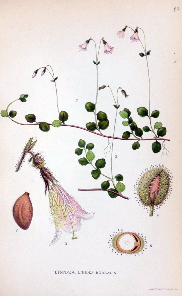 Billeder af nordens flora. v.1KÃ¸benhavn,G.E.C. Gad's forlag,1917-1927. | Finland "Pictorial works" Plants Scandinavia  | Vintage Print Reproduction 461503