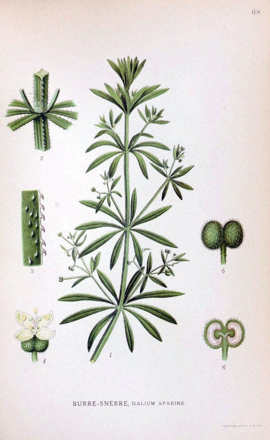 Billeder af nordens flora. v.1KÃ¸benhavn,G.E.C. Gad's forlag,1917-1927. | Finland "Pictorial works" Plants Scandinavia  | Vintage Print Reproduction 461504