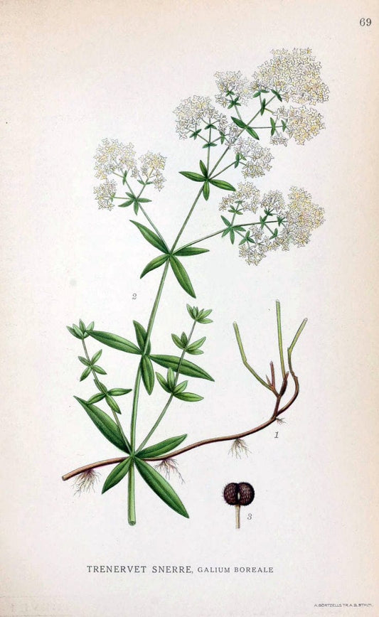 Billeder af nordens flora. v.1KÃ¸benhavn,G.E.C. Gad's forlag,1917-1927. | Finland "Pictorial works" Plants Scandinavia  | Vintage Print Reproduction 461505