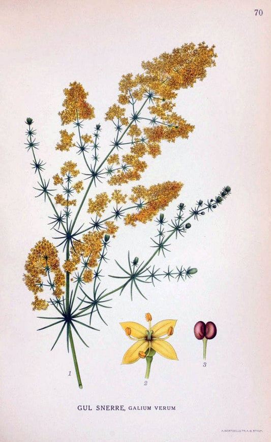Billeder af nordens flora. v.1KÃ¸benhavn,G.E.C. Gad's forlag,1917-1927. | Finland "Pictorial works" Plants Scandinavia  | Vintage Print Reproduction 461506