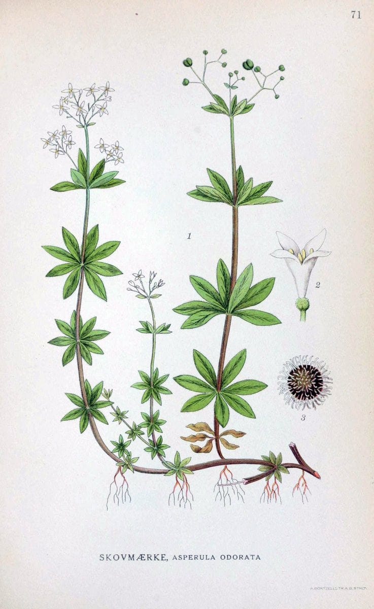 Billeder af nordens flora. v.1KÃ¸benhavn,G.E.C. Gad's forlag,1917-1927. | Finland "Pictorial works" Plants Scandinavia  | Vintage Print Reproduction 461507