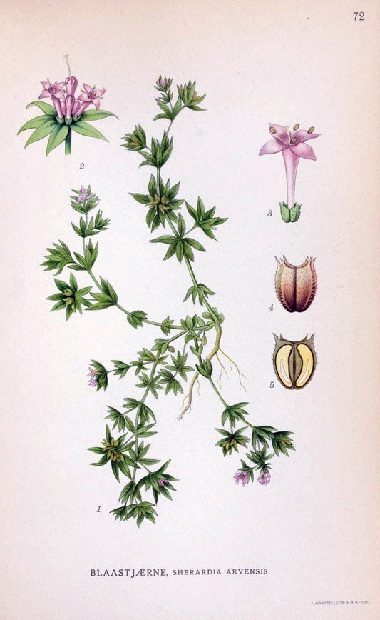 Billeder af nordens flora. v.1KÃ¸benhavn,G.E.C. Gad's forlag,1917-1927. | Finland "Pictorial works" Plants Scandinavia  | Vintage Print Reproduction 461508