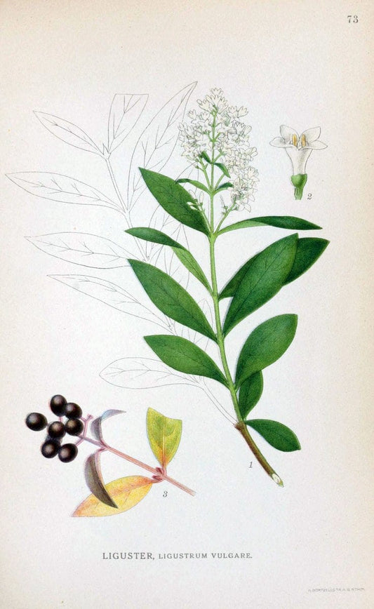 Billeder af nordens flora. v.1KÃ¸benhavn,G.E.C. Gad's forlag,1917-1927. | Finland "Pictorial works" Plants Scandinavia  | Vintage Print Reproduction 461509