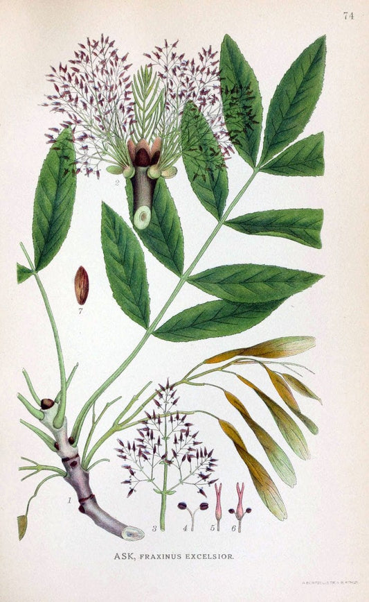 Billeder af nordens flora. v.1KÃ¸benhavn,G.E.C. Gad's forlag,1917-1927. | Finland "Pictorial works" Plants Scandinavia  | Vintage Print Reproduction 461510