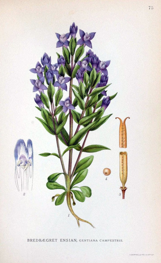 Billeder af nordens flora. v.1KÃ¸benhavn,G.E.C. Gad's forlag,1917-1927. | Finland "Pictorial works" Plants Scandinavia  | Vintage Print Reproduction 461511