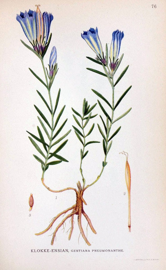 Billeder af nordens flora. v.1KÃ¸benhavn,G.E.C. Gad's forlag,1917-1927. | Finland "Pictorial works" Plants Scandinavia  | Vintage Print Reproduction 461512