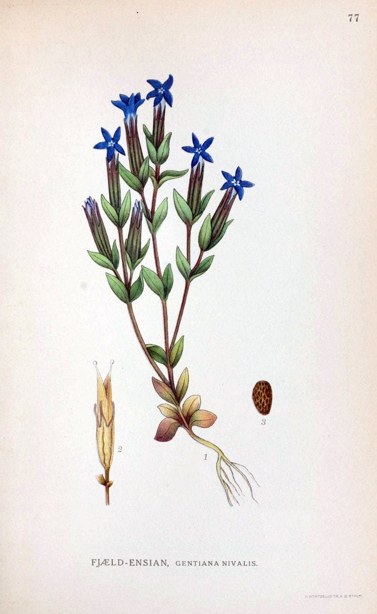 Billeder af nordens flora. v.1KÃ¸benhavn,G.E.C. Gad's forlag,1917-1927. | Finland "Pictorial works" Plants Scandinavia  | Vintage Print Reproduction 461513