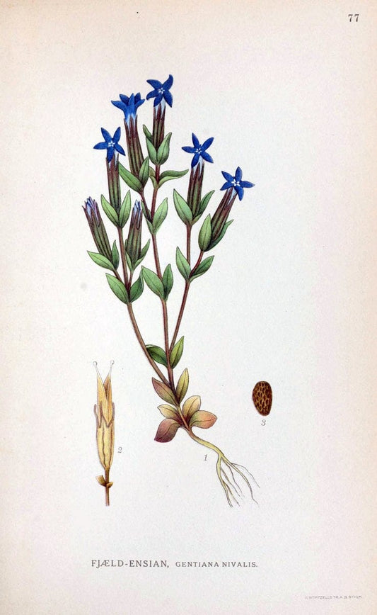 Billeder af nordens flora. v.1KÃ¸benhavn,G.E.C. Gad's forlag,1917-1927. | Finland "Pictorial works" Plants Scandinavia  | Vintage Print Reproduction 461513