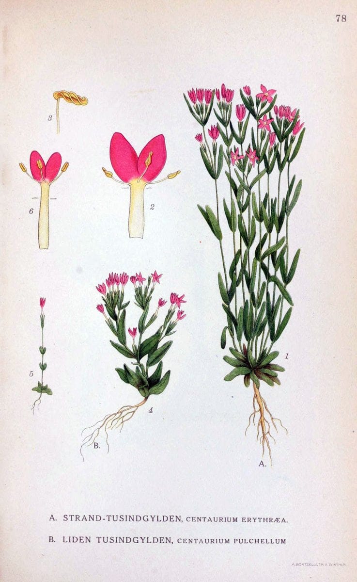 Billeder af nordens flora. v.1KÃ¸benhavn,G.E.C. Gad's forlag,1917-1927. | Finland "Pictorial works" Plants Scandinavia  | Vintage Print Reproduction 461514