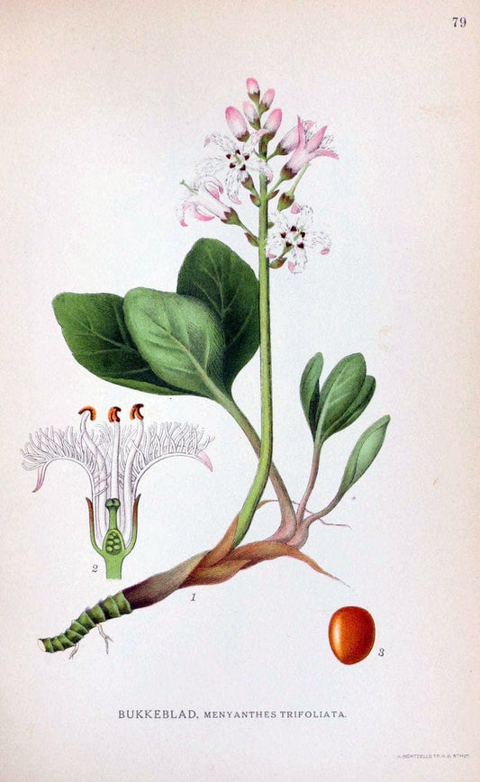 Billeder af nordens flora. v.1KÃ¸benhavn,G.E.C. Gad's forlag,1917-1927. | Finland "Pictorial works" Plants Scandinavia  | Vintage Print Reproduction 461515