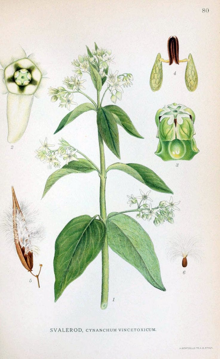 Billeder af nordens flora. v.1KÃ¸benhavn,G.E.C. Gad's forlag,1917-1927. | Finland "Pictorial works" Plants Scandinavia  | Vintage Print Reproduction 461516