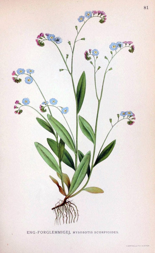 Billeder af nordens flora. v.1KÃ¸benhavn,G.E.C. Gad's forlag,1917-1927. | Finland "Pictorial works" Plants Scandinavia  | Vintage Print Reproduction 461517