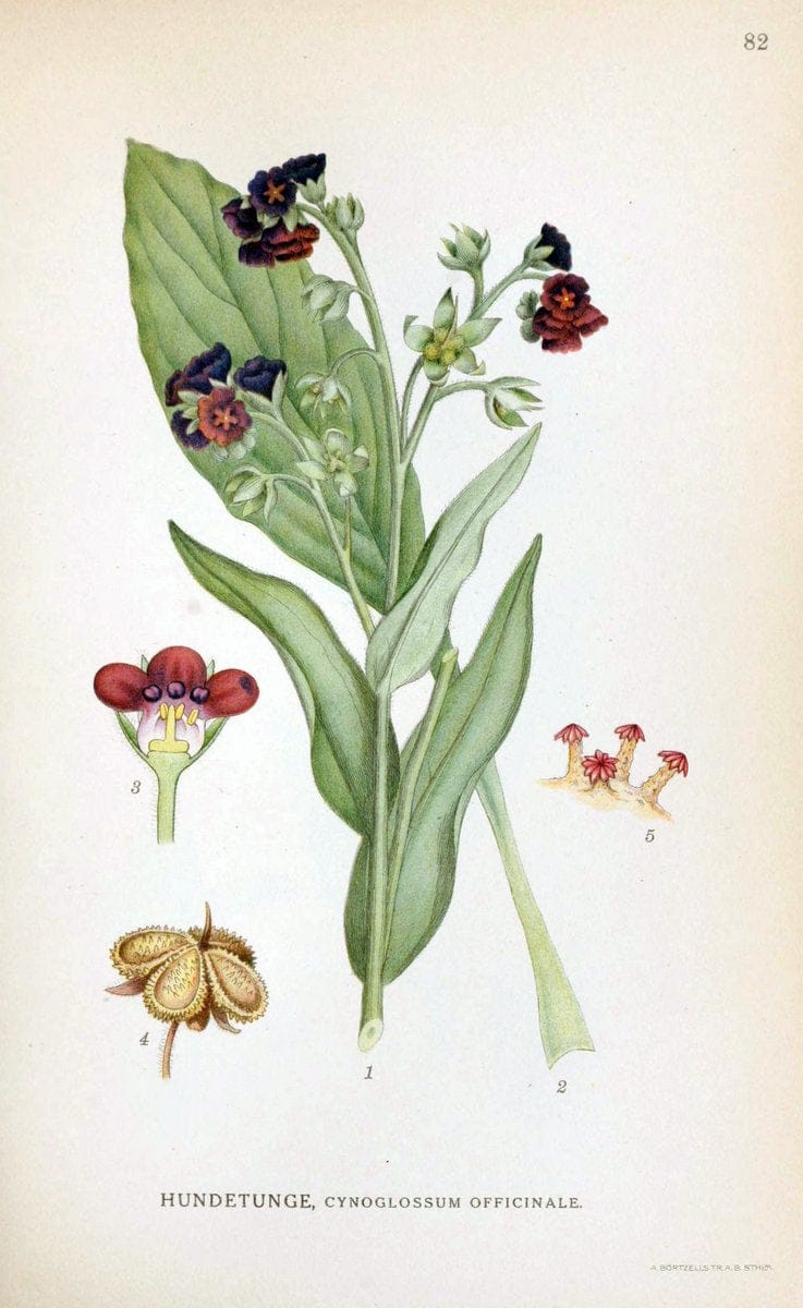 Billeder af nordens flora. v.1KÃ¸benhavn,G.E.C. Gad's forlag,1917-1927. | Finland "Pictorial works" Plants Scandinavia  | Vintage Print Reproduction 461518