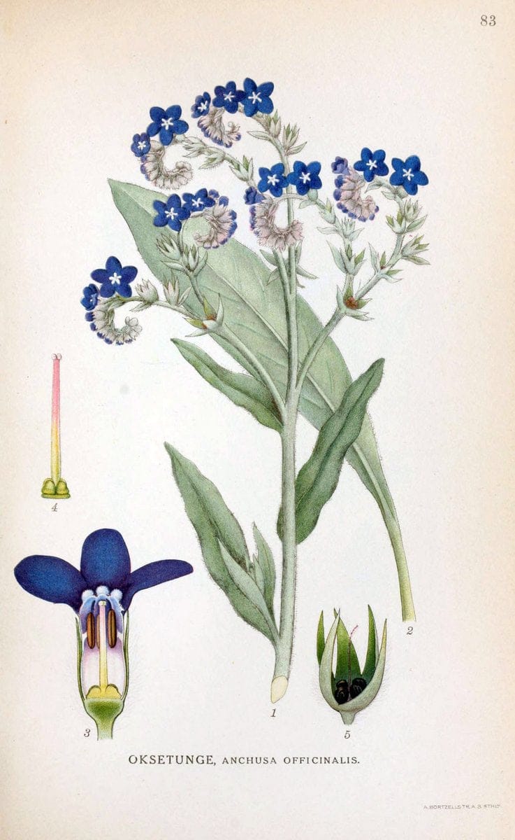 Billeder af nordens flora. v.1KÃ¸benhavn,G.E.C. Gad's forlag,1917-1927. | Finland "Pictorial works" Plants Scandinavia  | Vintage Print Reproduction 461519