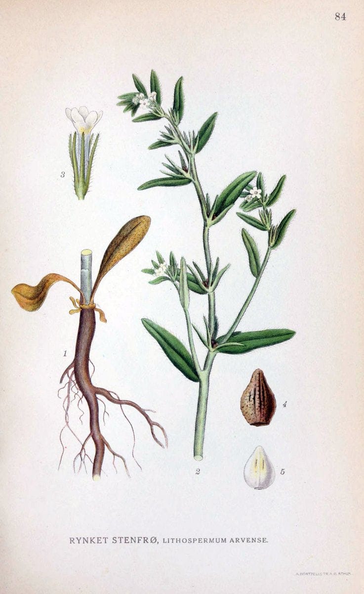 Billeder af nordens flora. v.1KÃ¸benhavn,G.E.C. Gad's forlag,1917-1927. | Finland "Pictorial works" Plants Scandinavia  | Vintage Print Reproduction 461520