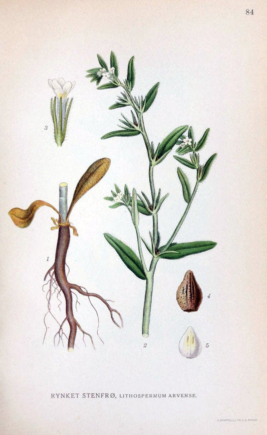 Billeder af nordens flora. v.1KÃ¸benhavn,G.E.C. Gad's forlag,1917-1927. | Finland "Pictorial works" Plants Scandinavia  | Vintage Print Reproduction 461520