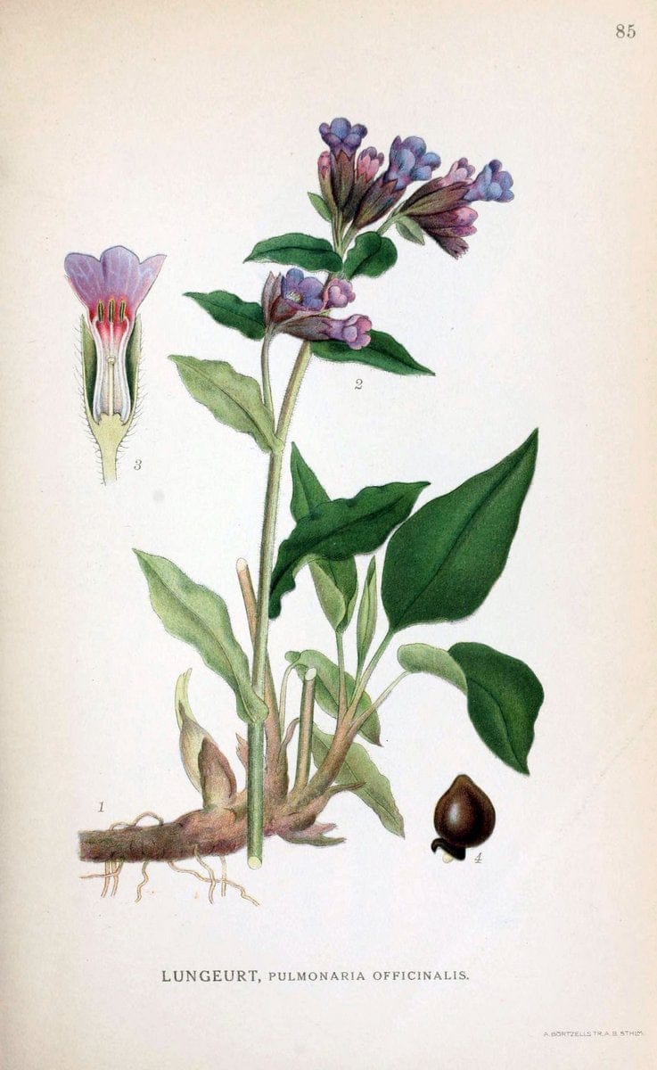 Billeder af nordens flora. v.1KÃ¸benhavn,G.E.C. Gad's forlag,1917-1927. | Finland "Pictorial works" Plants Scandinavia  | Vintage Print Reproduction 461521