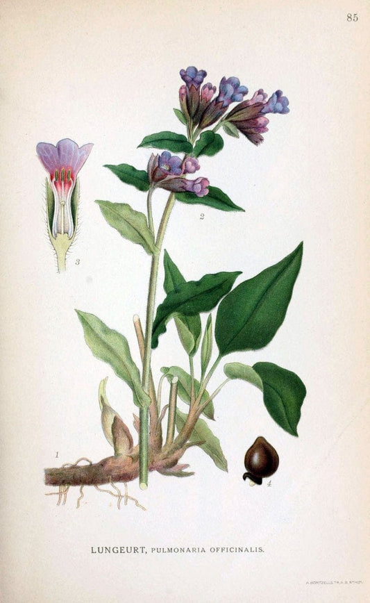 Billeder af nordens flora. v.1KÃ¸benhavn,G.E.C. Gad's forlag,1917-1927. | Finland "Pictorial works" Plants Scandinavia  | Vintage Print Reproduction 461521