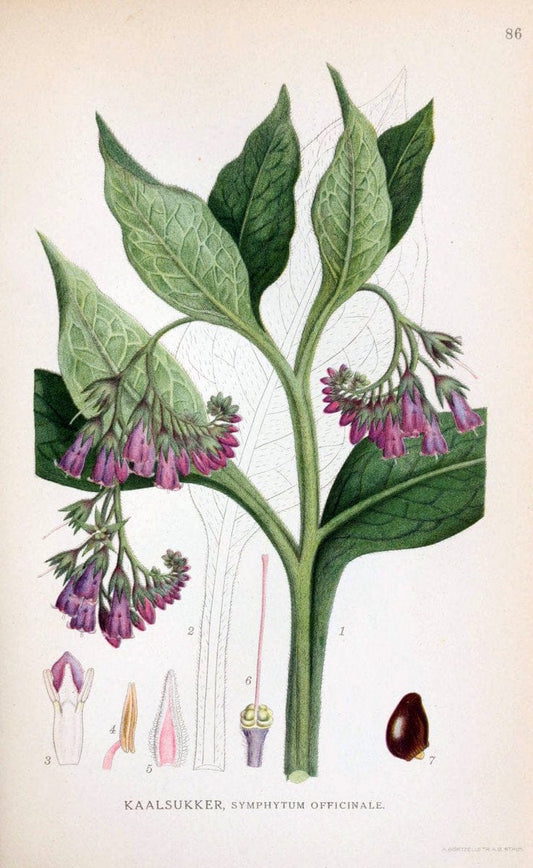 Billeder af nordens flora. v.1KÃ¸benhavn,G.E.C. Gad's forlag,1917-1927. | Finland "Pictorial works" Plants Scandinavia  | Vintage Print Reproduction 461522