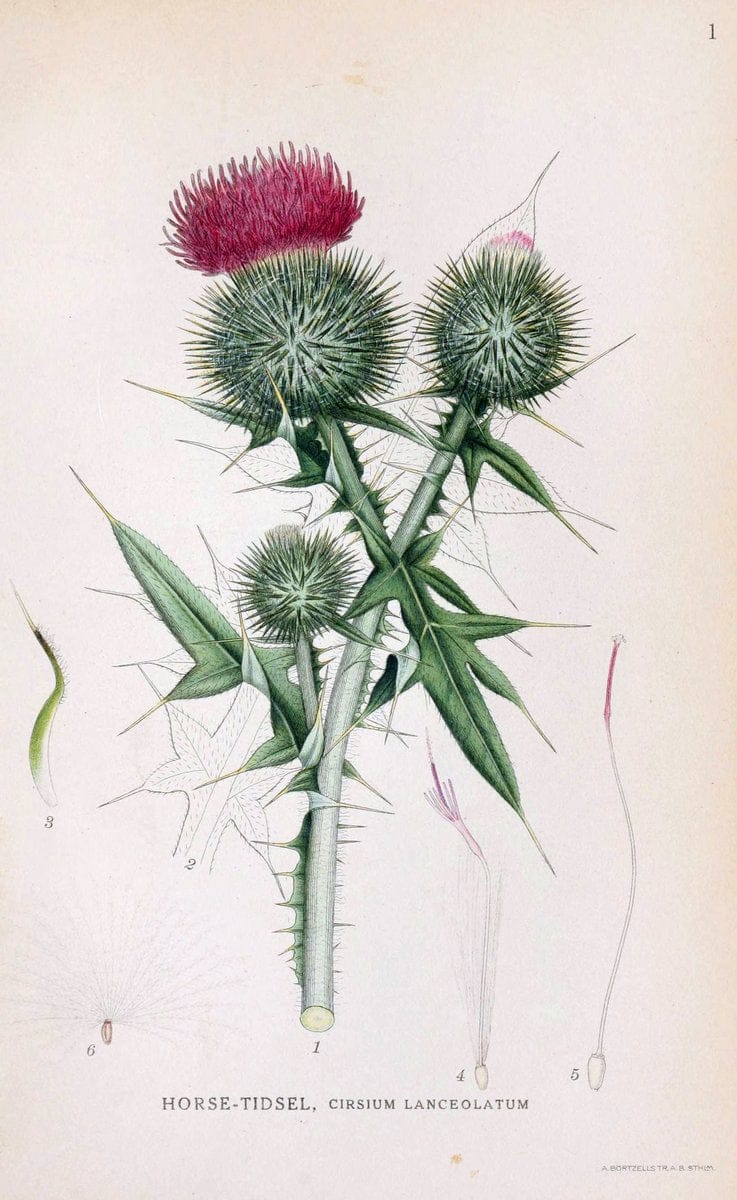 Billeder af nordens flora. v.1KÃ¸benhavn,G.E.C. Gad's forlag,1917-1927. | Finland "Pictorial works" Plants Scandinavia  | Vintage Print Reproduction 461523