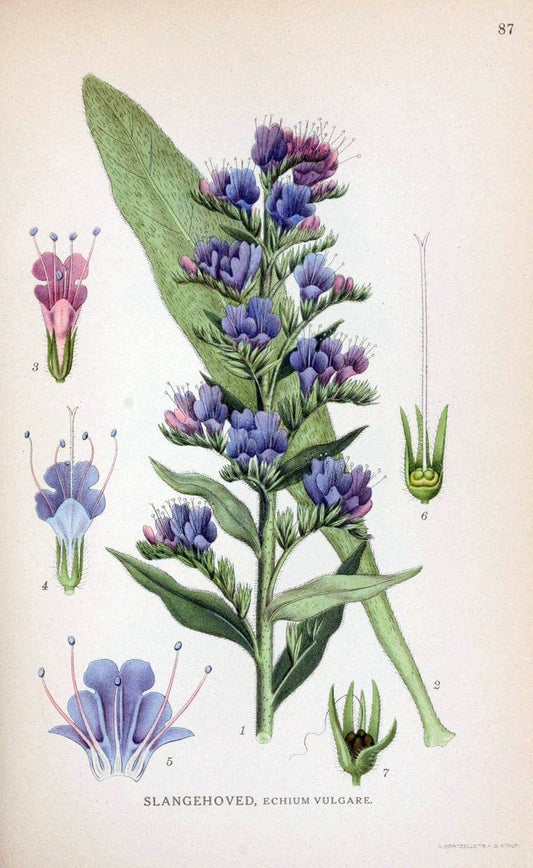 Billeder af nordens flora. v.1KÃ¸benhavn,G.E.C. Gad's forlag,1917-1927. | Finland "Pictorial works" Plants Scandinavia  | Vintage Print Reproduction 461524