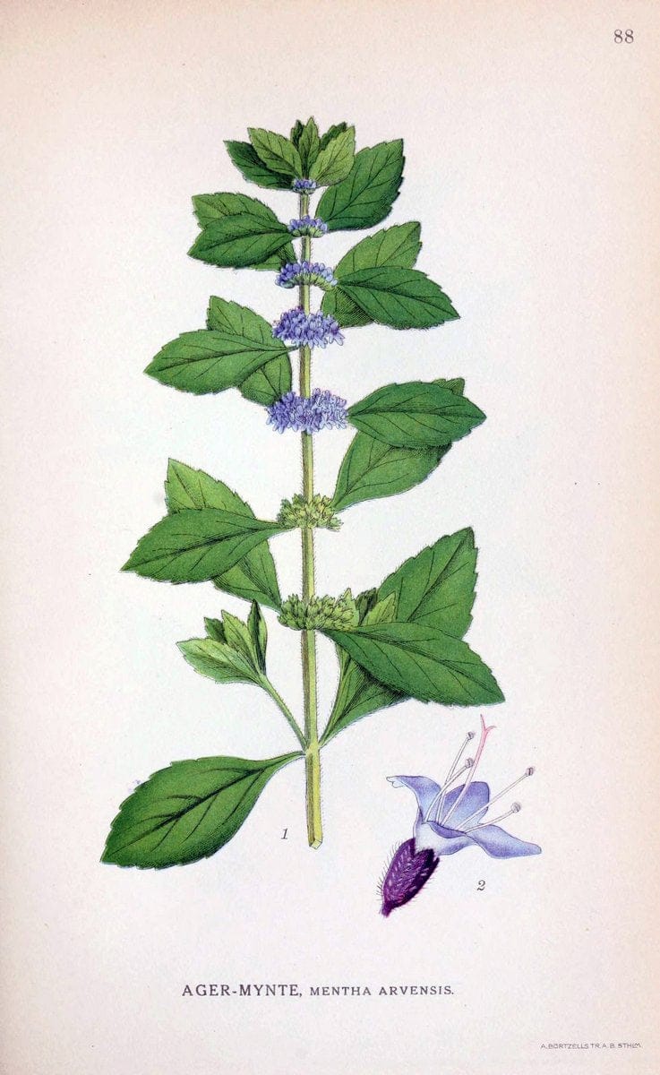 Billeder af nordens flora. v.1KÃ¸benhavn,G.E.C. Gad's forlag,1917-1927. | Finland "Pictorial works" Plants Scandinavia  | Vintage Print Reproduction 461525