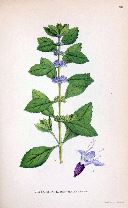 Billeder af nordens flora. v.1KÃ¸benhavn,G.E.C. Gad's forlag,1917-1927. | Finland "Pictorial works" Plants Scandinavia  | Vintage Print Reproduction 461525