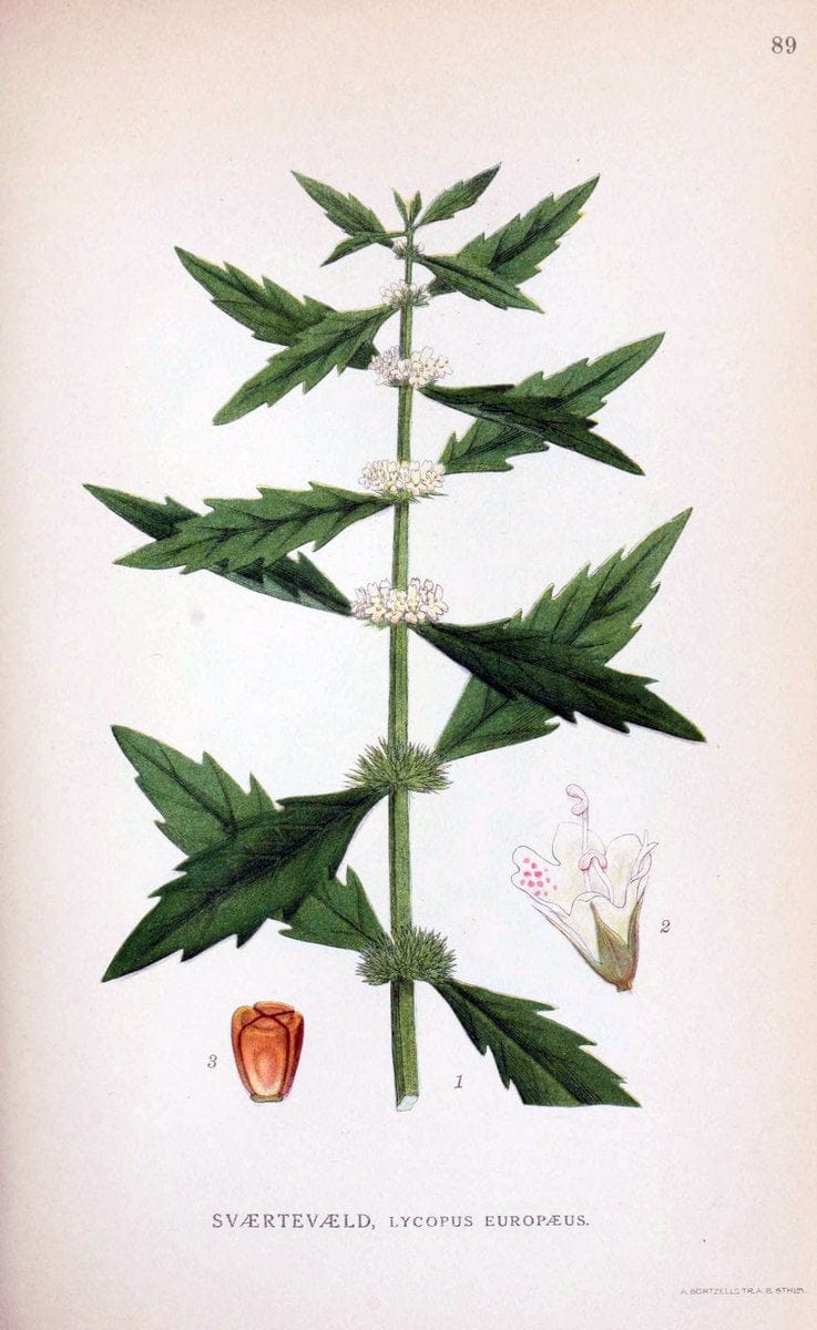 Billeder af nordens flora. v.1KÃ¸benhavn,G.E.C. Gad's forlag,1917-1927. | Finland "Pictorial works" Plants Scandinavia  | Vintage Print Reproduction 461526