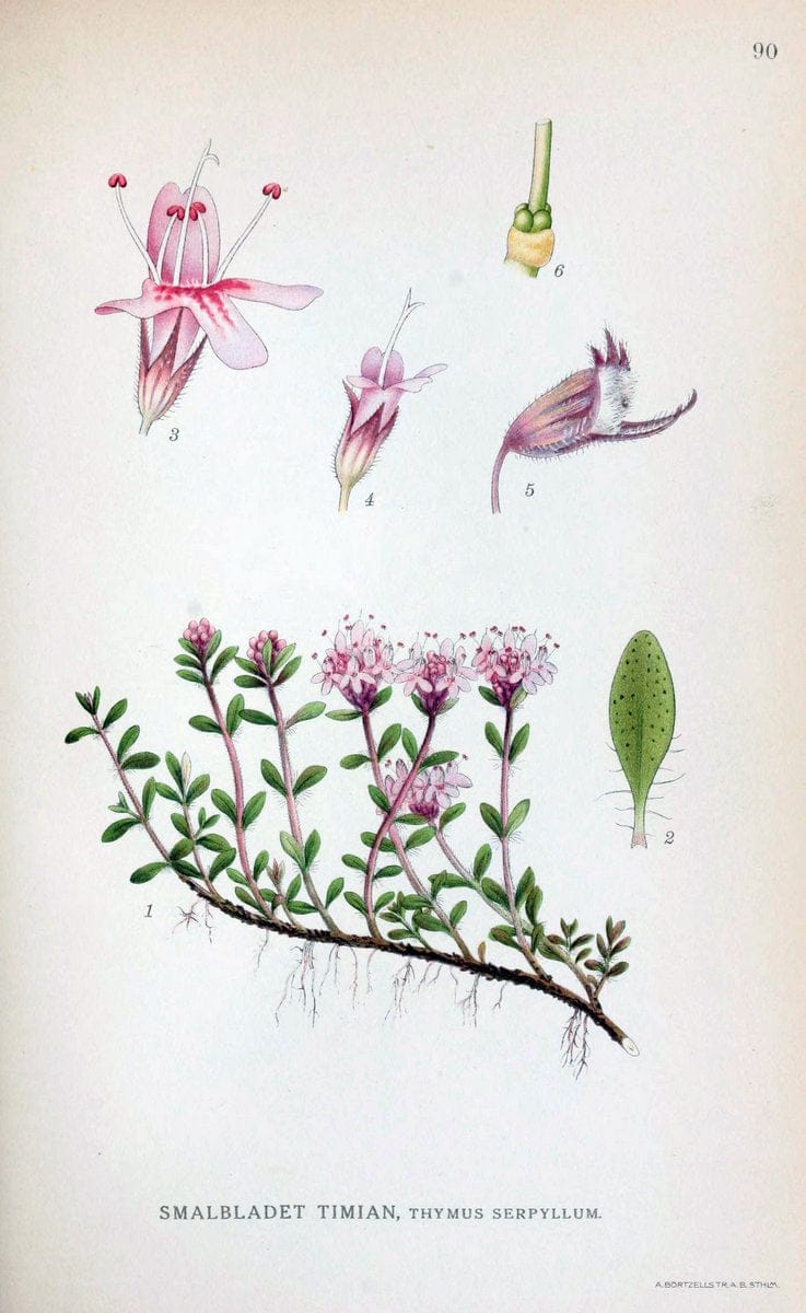 Billeder af nordens flora. v.1KÃ¸benhavn,G.E.C. Gad's forlag,1917-1927. | Finland "Pictorial works" Plants Scandinavia  | Vintage Print Reproduction 461527